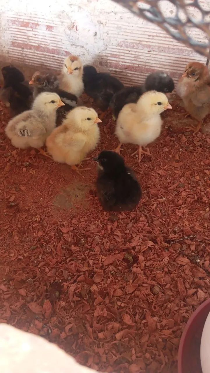 Venda de pintinhos caipira 