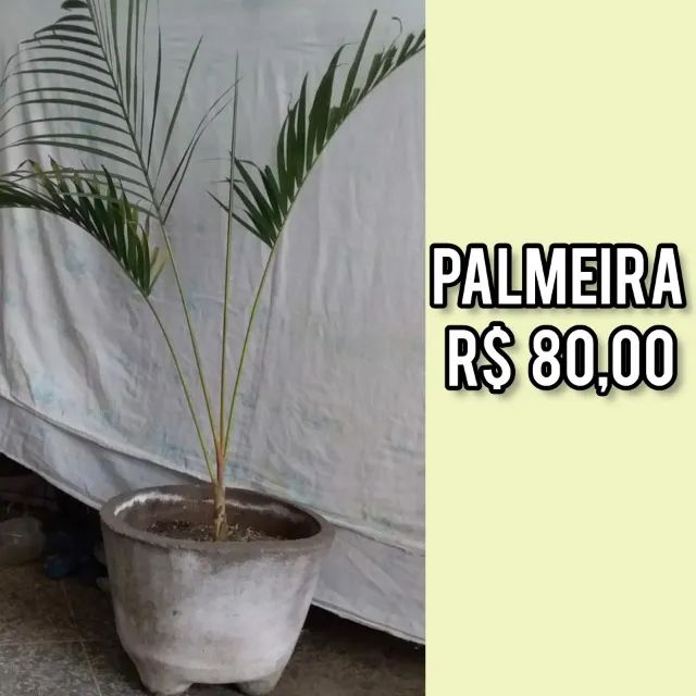 plantas e folhagens - Foto 3