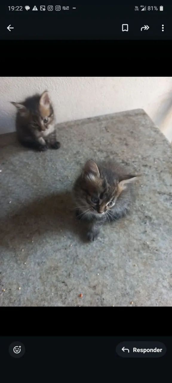 Doação Responsável  - Foto 5