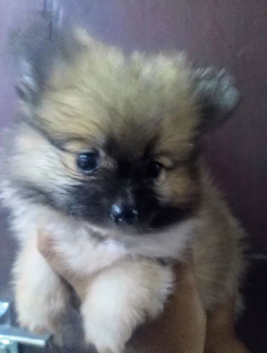 Filhotes de Spitz Alemão (Lulu da Pomerânia) a partir de 1500 reais - Foto 3