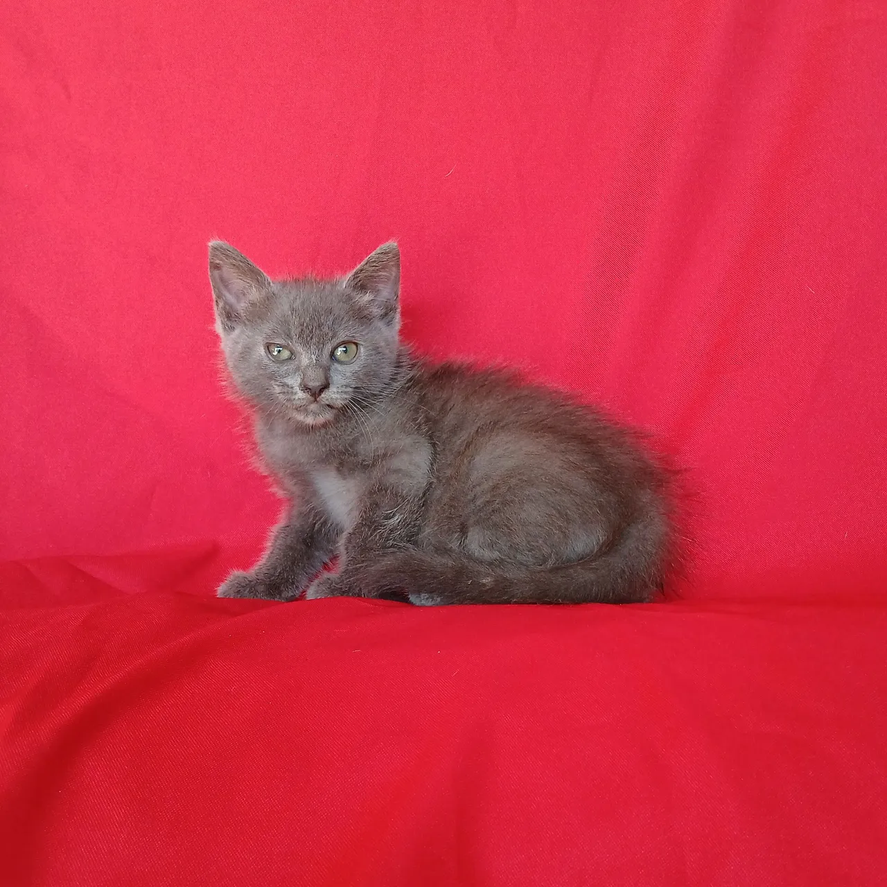 Belo filhote macho da raça British Shorthair