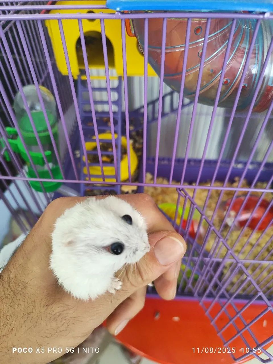Vende-se 3 hamsters com gaiola. - Foto 4