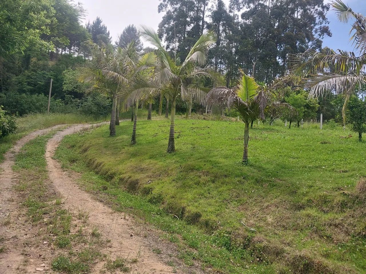 Sitio com casa em Alfredo wagner  - Foto 8
