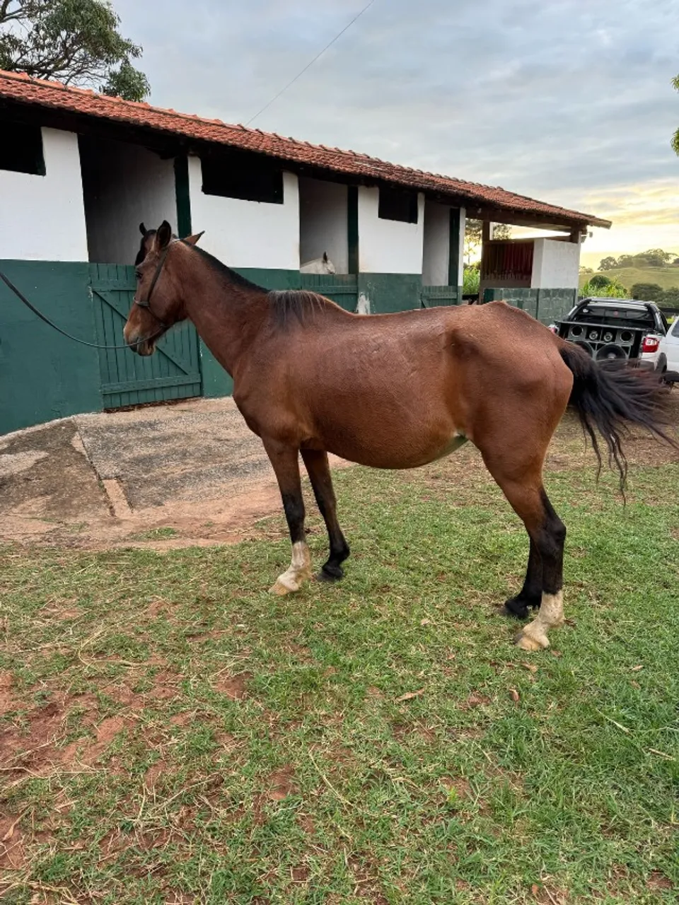 Egua receptora
