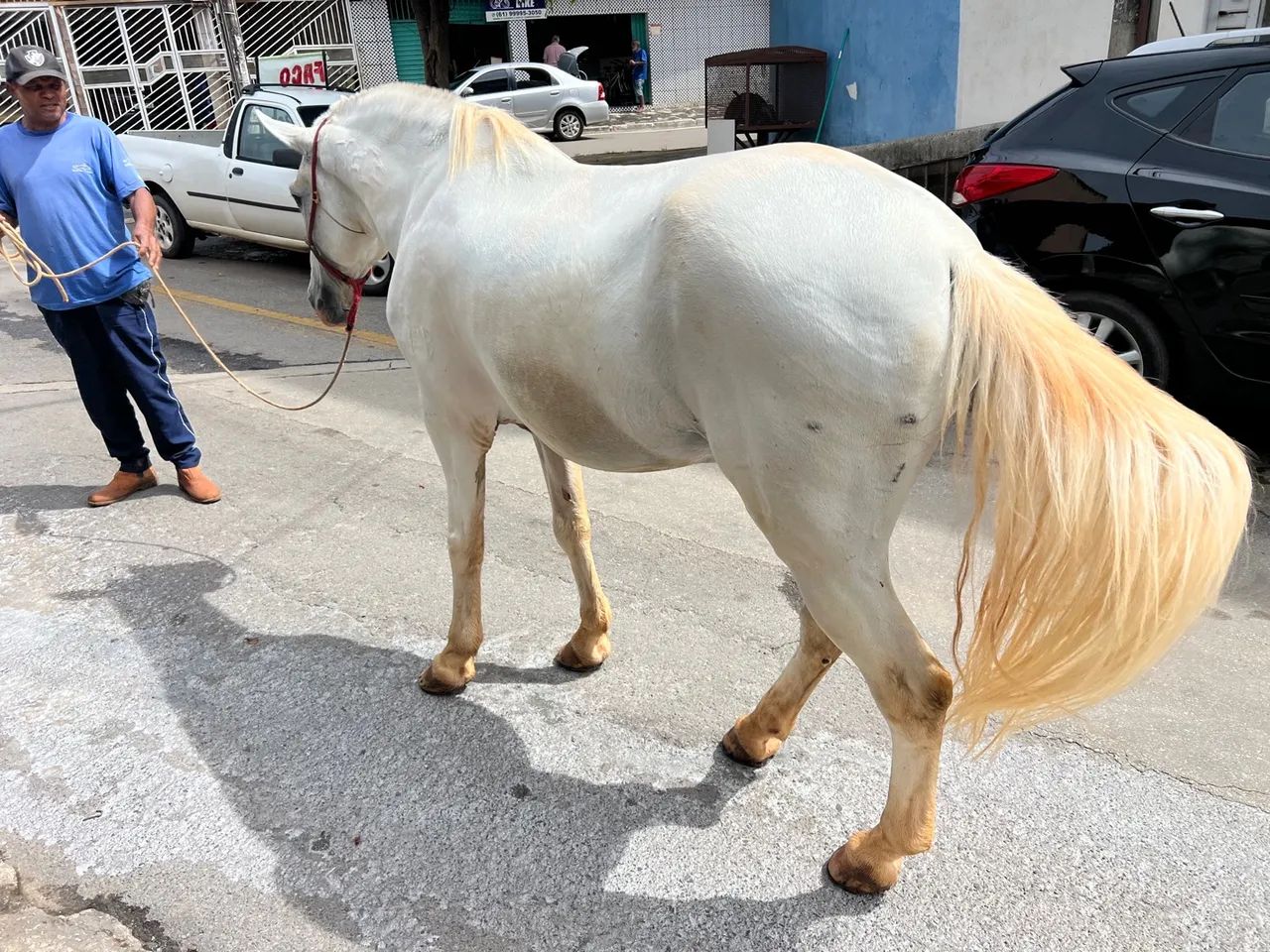 CAVALO INTEIRO COM 8 ANOS DE IDADE BEM TRATADO  - Foto 3