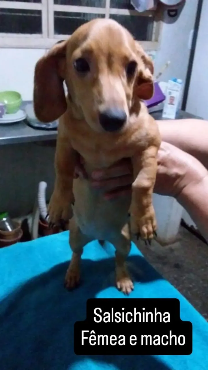 Filhotes de Dachshund (Salsichinha) Macho