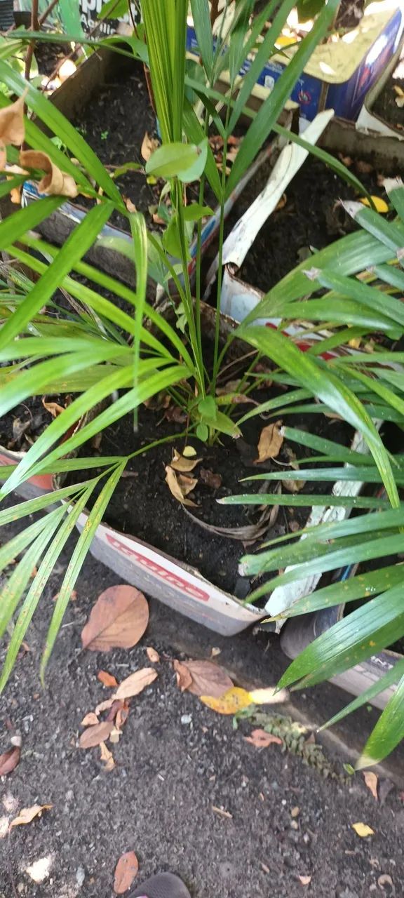 Palmeira Areca - Muda de Qualidade a partir de 30,00 reais - Foto 2