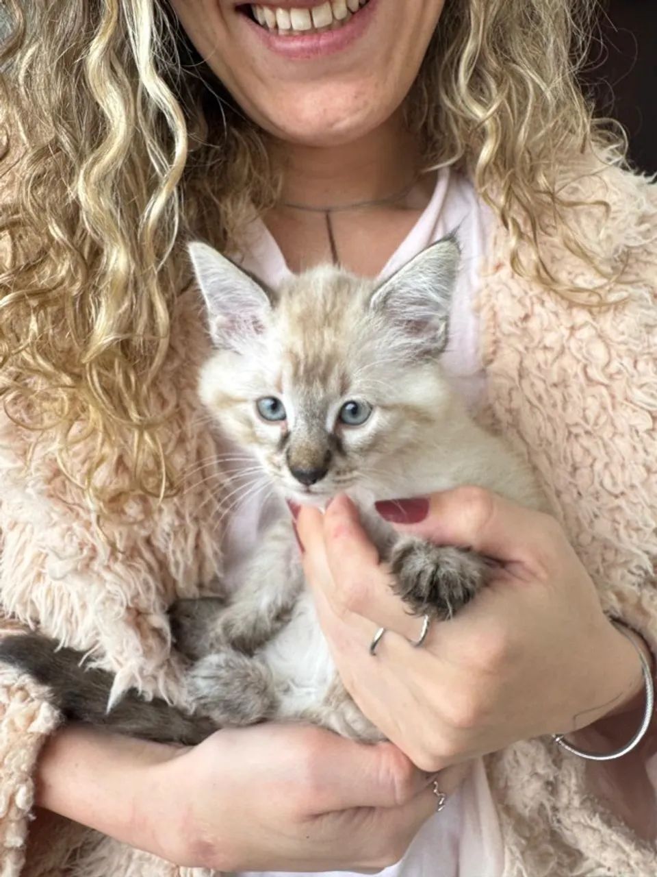 Filhote de gato para doação / adoção