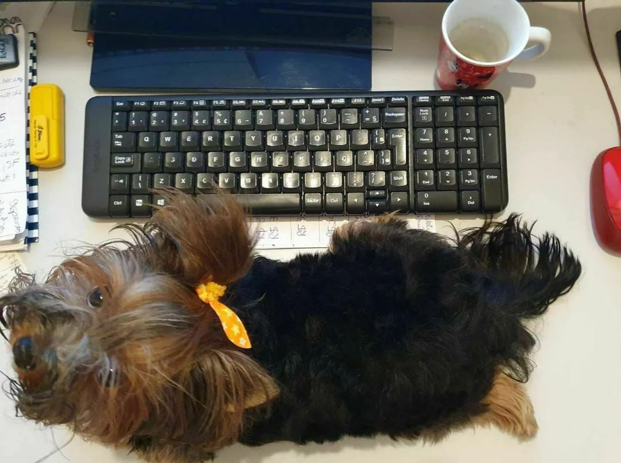 Filhotes de Yorkshire micrinhos pais com pedigree aceito cartões em até 12x 