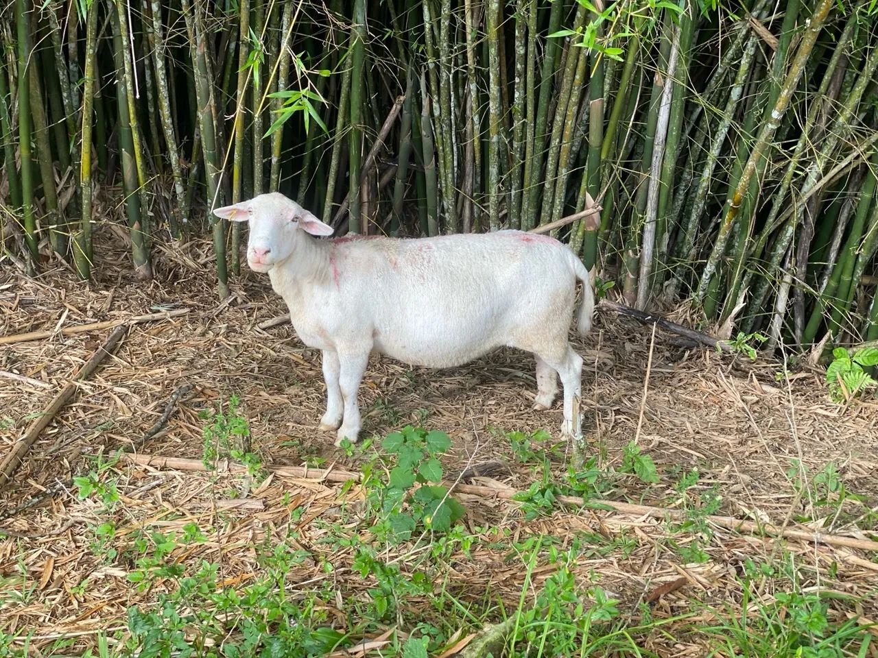 Cabrito castrado e ovelha para abate - Foto 4