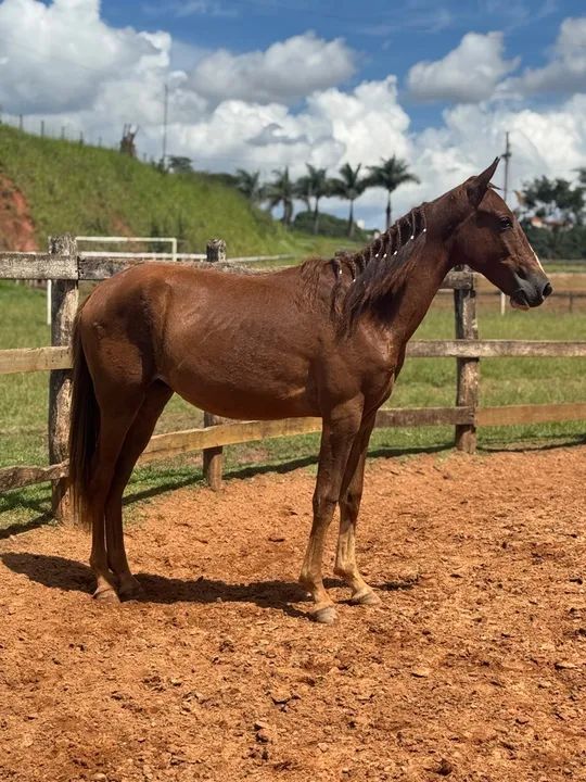 Potro Mangalarga Marchador extra de marcha picada e de genética! - Foto 3