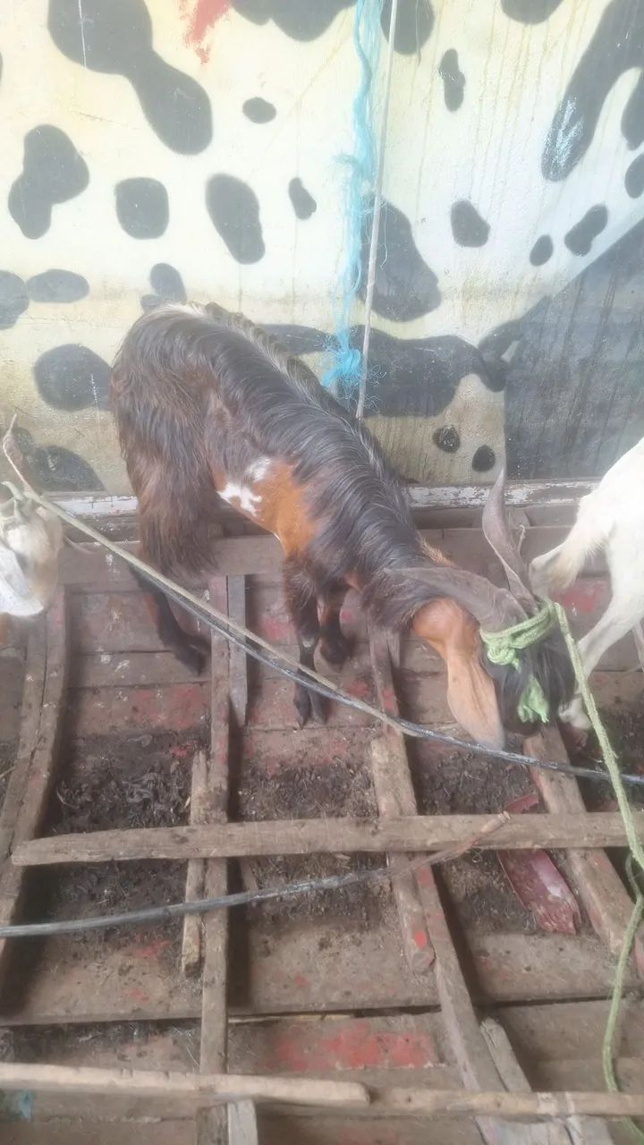 Bode e cabra - Foto 3