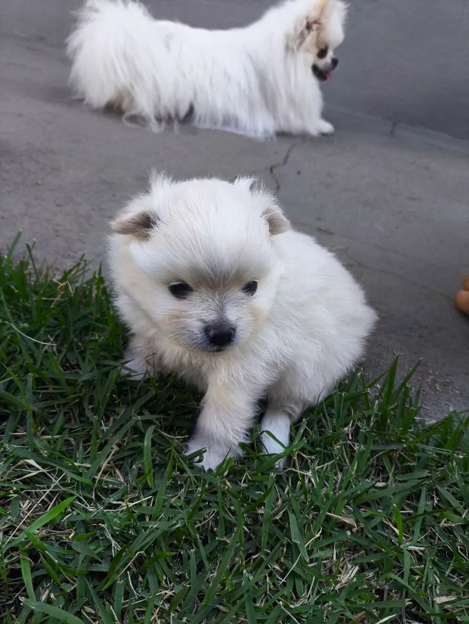 Filhotes Lulu da Pomerânia  - Foto 5