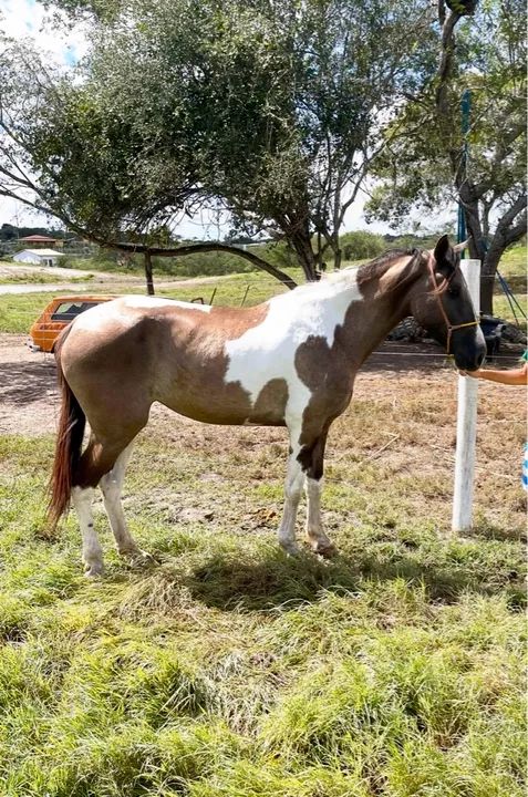 Egua Mangolino  - Foto 2