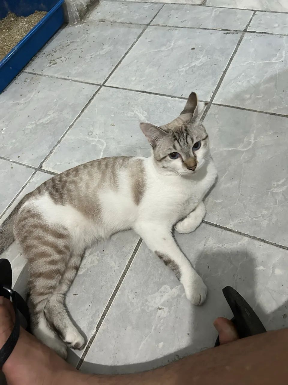 Gatinho para doação