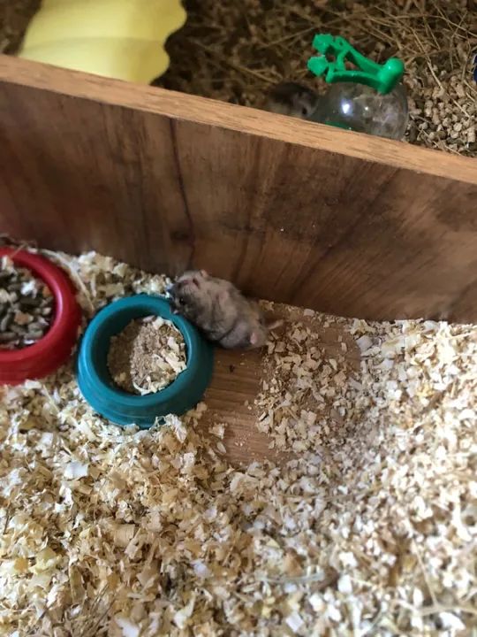 Doa-se hamster anao russo  - Foto 2