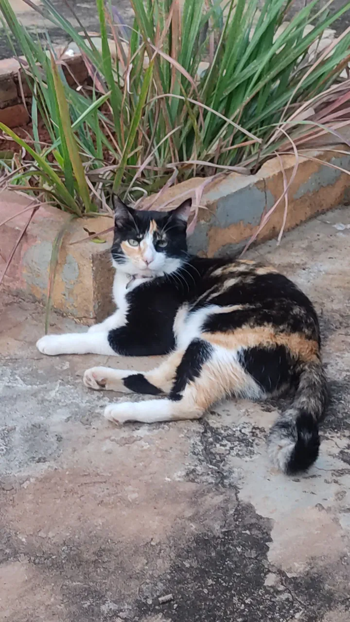 PROCURA-SE Gata Tricolor Linda HA RECOMPENSA!!!!!