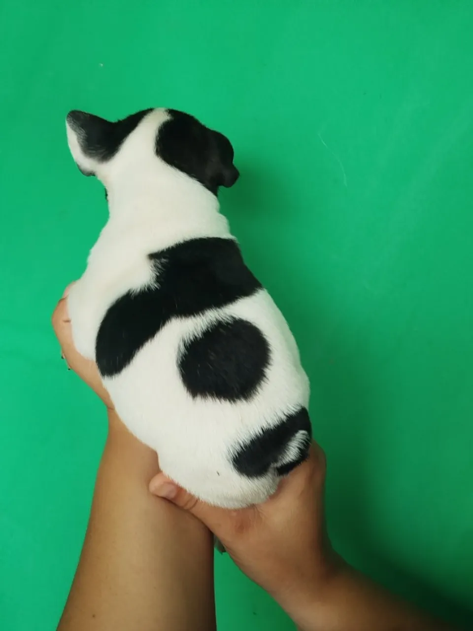 Filhote de Bulldog francês 