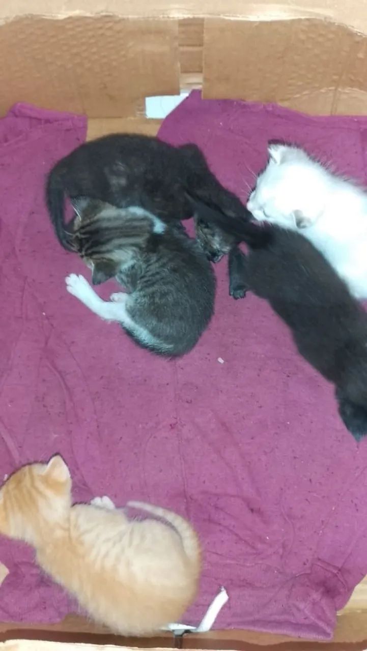 Gotos filhotes Rn para doação  - Foto 2