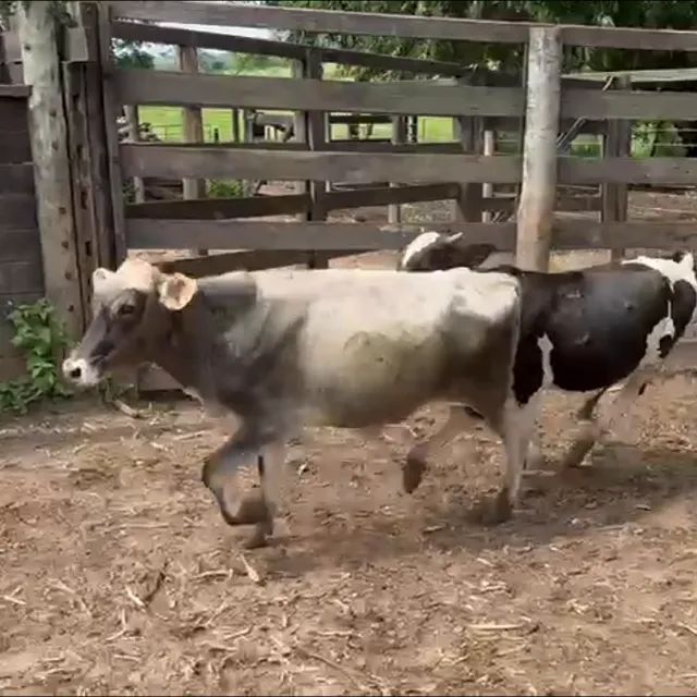 Bezerros Muito bons para vender hoje