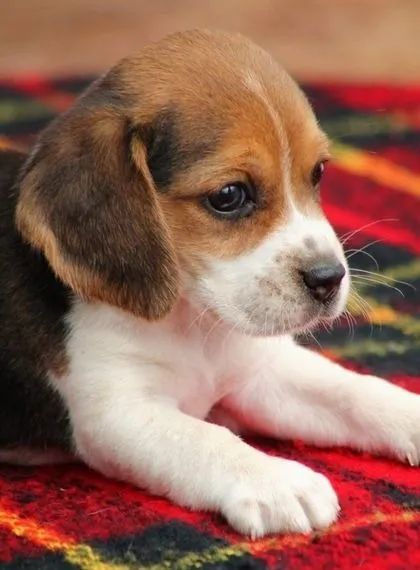 Lindos Beagle 