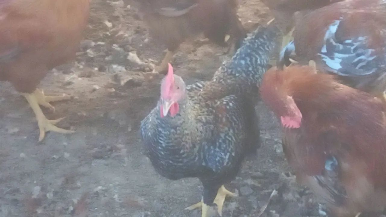 Frangos e frangas caipirão.  - Foto 3