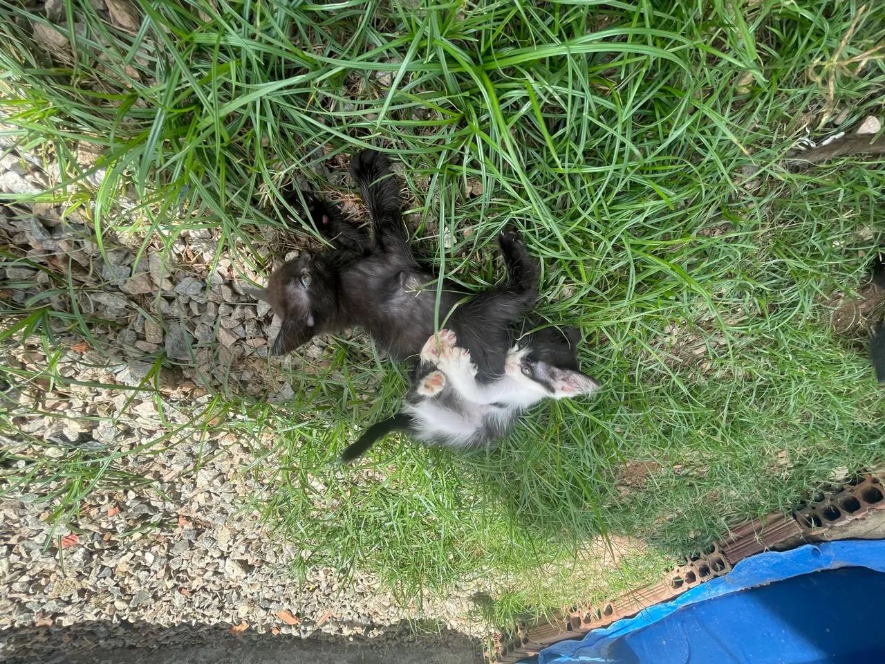 Gatinhos filhotes para doação  - Foto 2