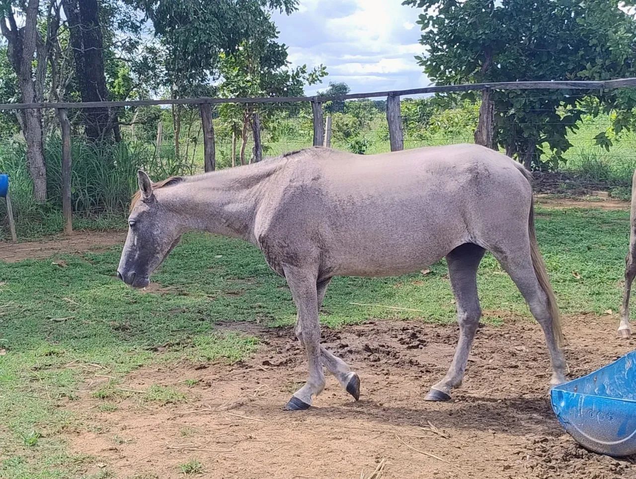Cavalo, égua e potra. Ótimo preço!  - Foto 2