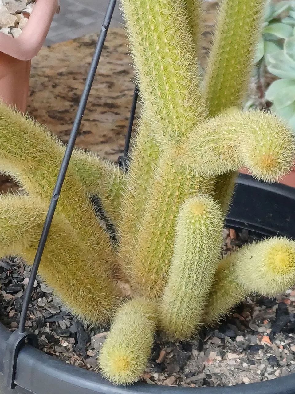 CACTOS RABO DE GATO