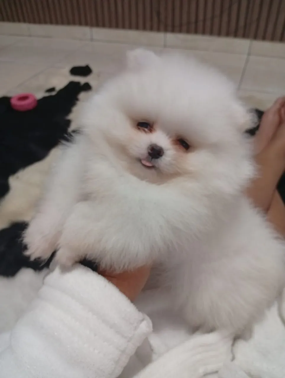 Macho Spitz Alemão-anão