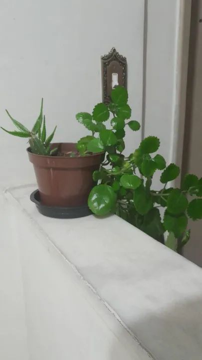 Planta Dolar - Foto 3