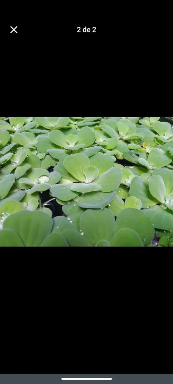 Plantas aquáticas - Alface d'água