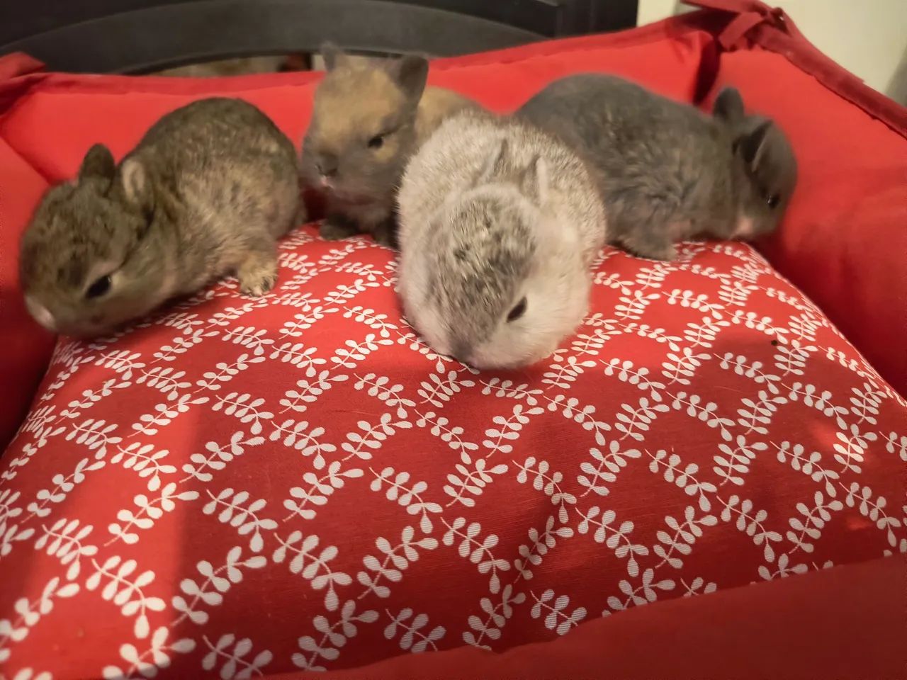 Filhotes coelhos Netherland dwarf  - Foto 4