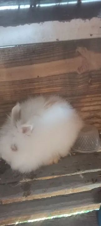 Coelho branco fofinho para adoção - Foto 3