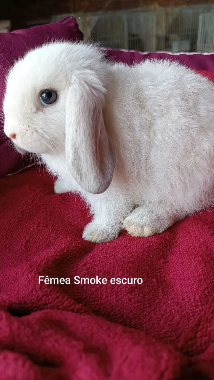 Filhotes de Mini lop disponíveis