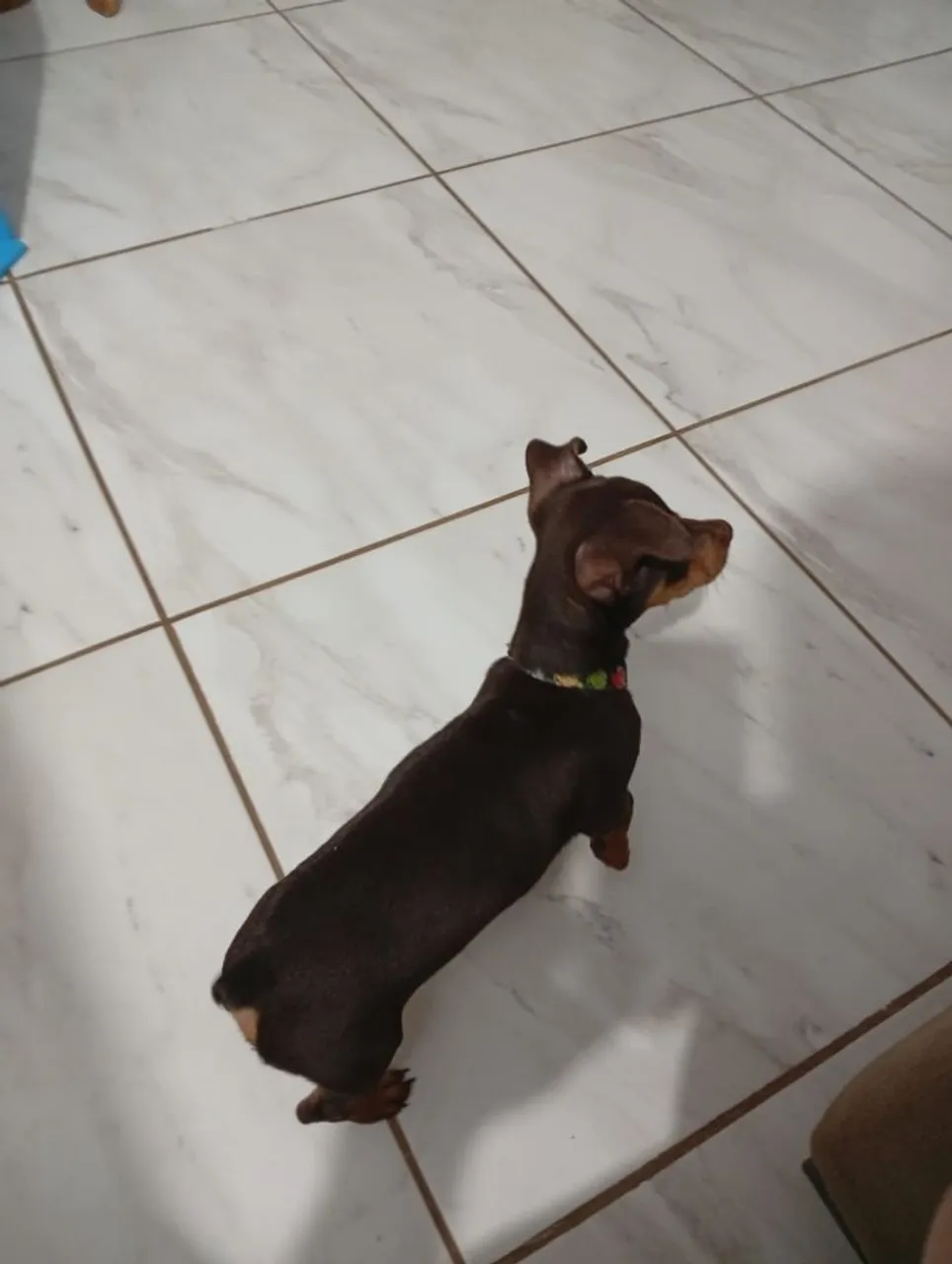Filhote de Pinscher Miniatura