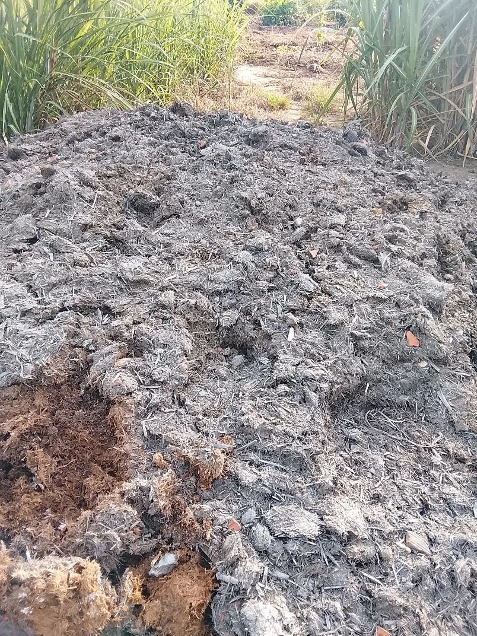 Bagaço de cana 64319033895682120