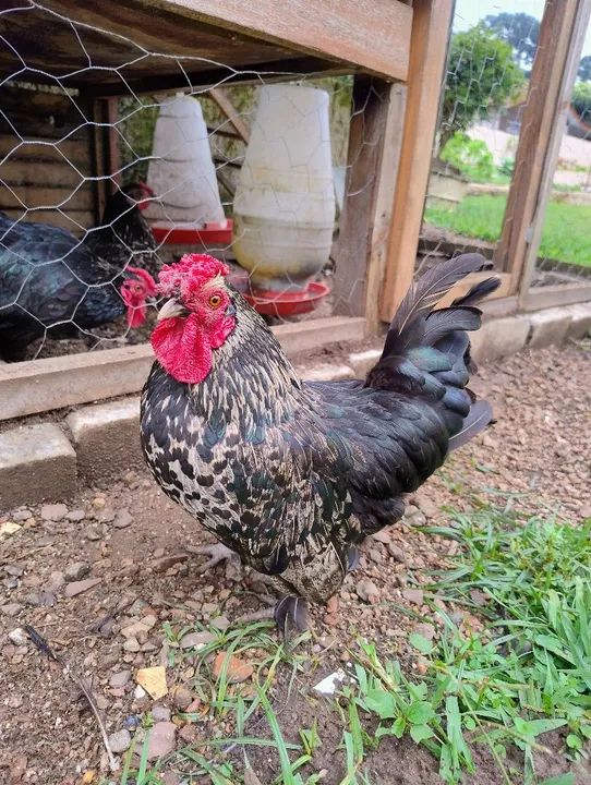 Galo adulto mistura de raças ornamentais  - Foto 2