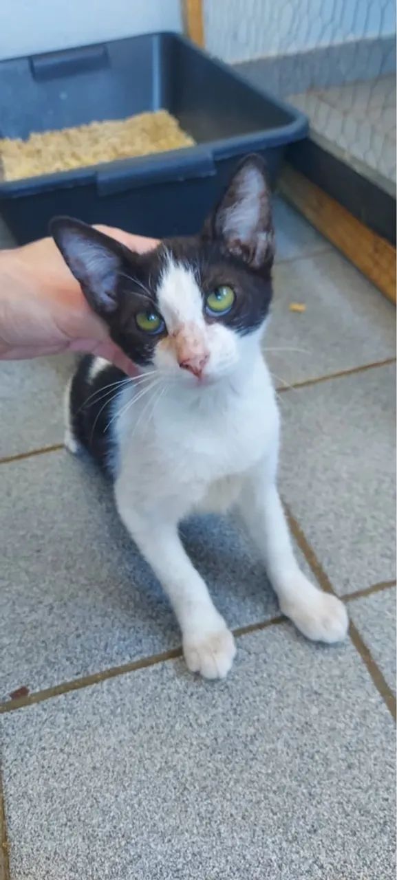 Gatinha filhote fêmea para adoção 