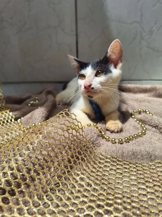 Gatinho disponível para adoção