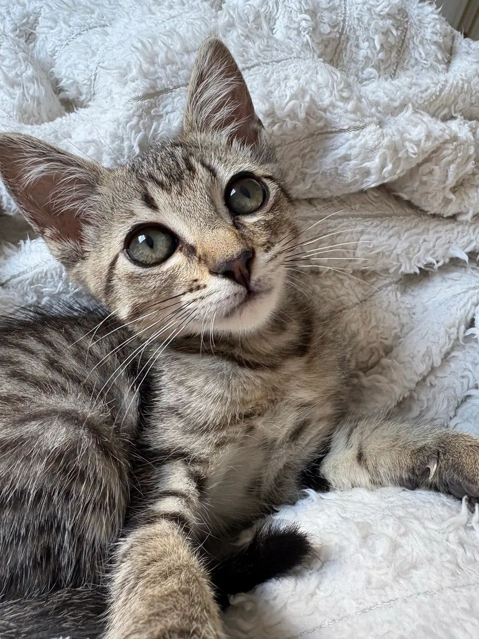 Gatinha para adoção 