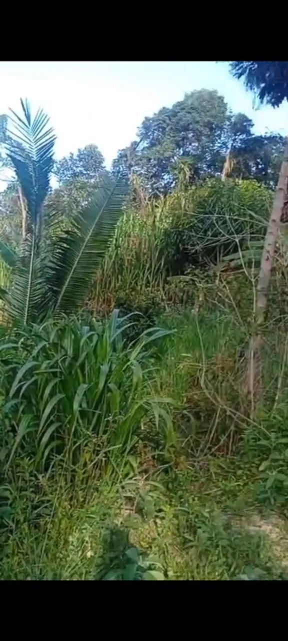Terreno de 3 hequitares nós coqueiros  - Foto 5