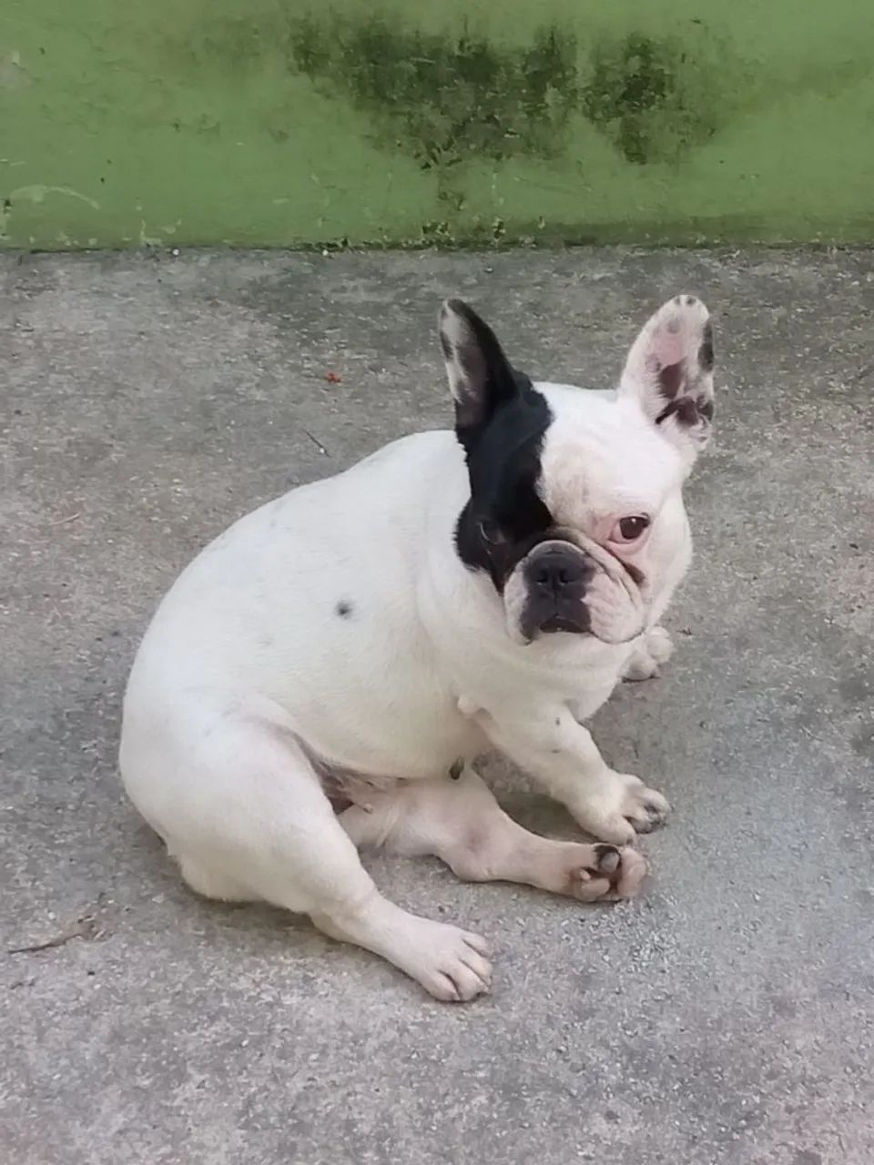 Bulldog francês