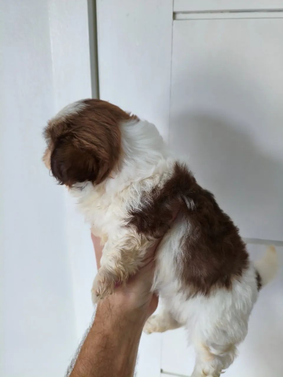 Lindos filhotes de Shih Tzu macho  - Foto 5