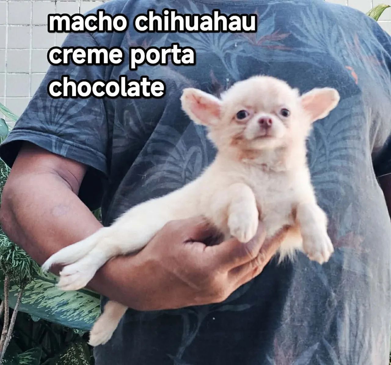 Macho chihuahau  - Foto 3