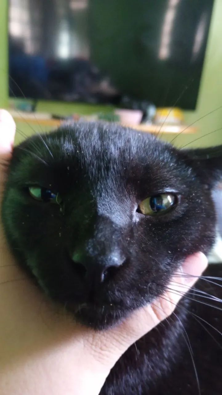 Doação gato castrado - Foto 3