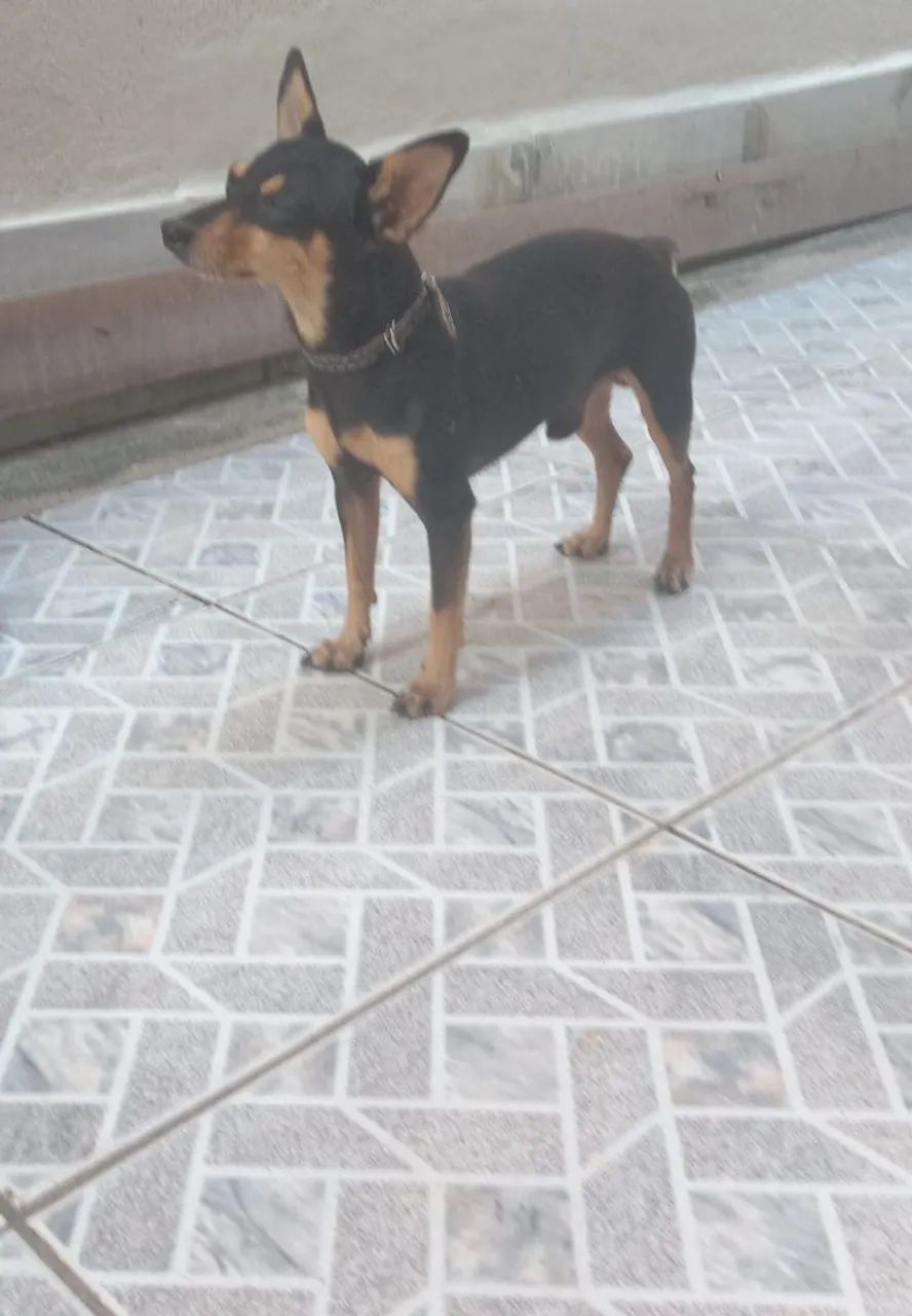 Pinscher macho 1 ano - Foto 2