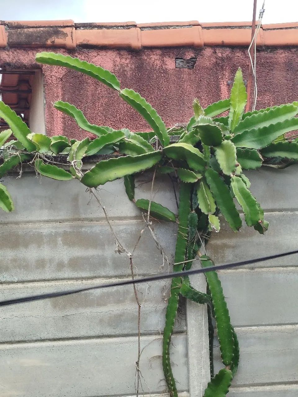 Mudas de pitaya 