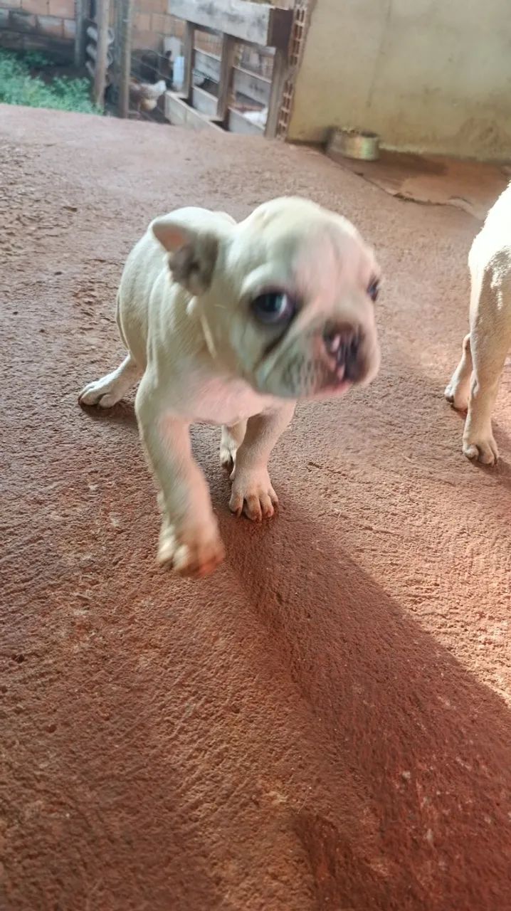 Cachorro - Foto 2