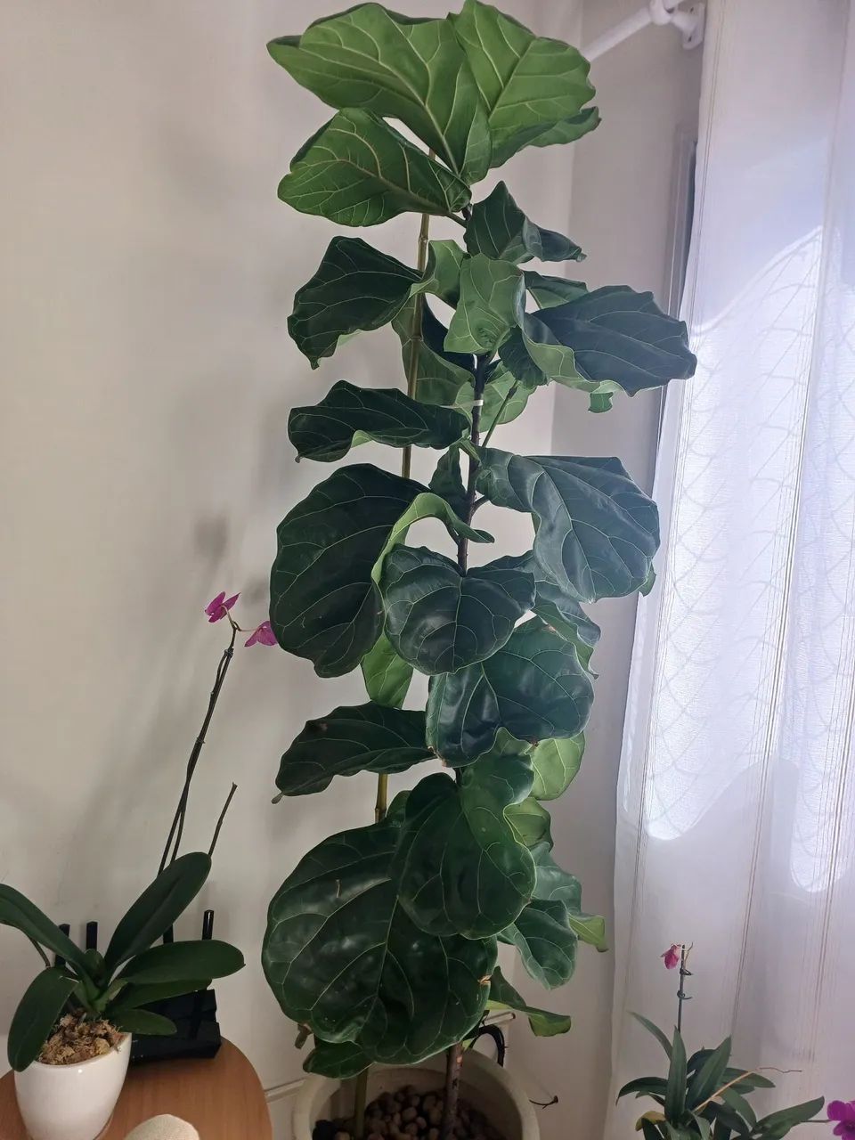 Ficus Lyrata com vaso
